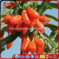 Bayas de goji secas para la venta bayas de goji secas efectos secundarios brotes de superestrella orgánicos bayas de goji secas